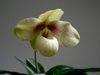 Paphiopedilum Emersonii (Orchids & more) 